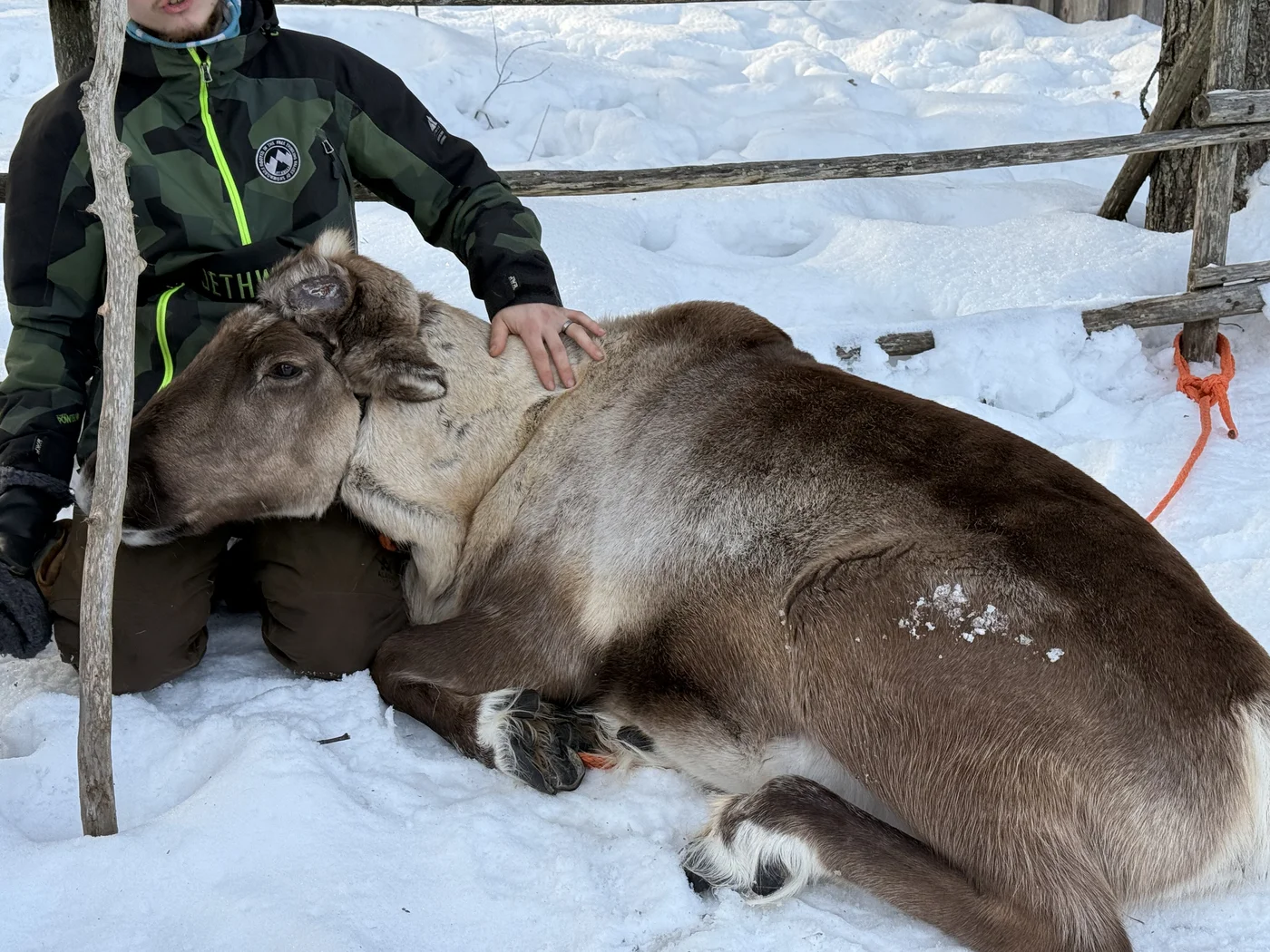 Reindeer farm and Santa Claus Village, Rovaniemi