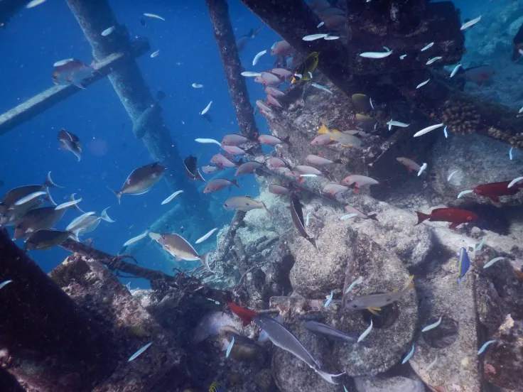 Marine life in the Maldives