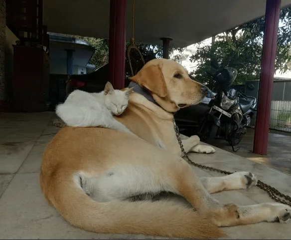 Chucky and Tikku bonding