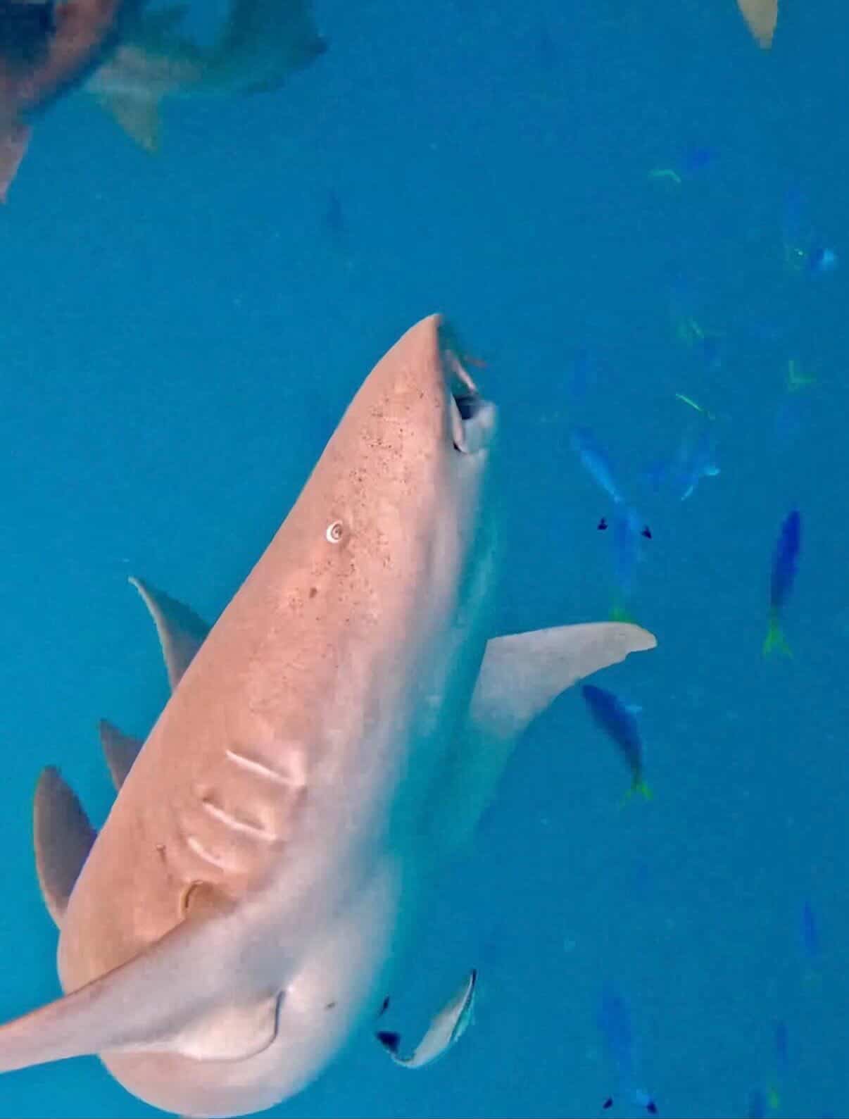 Shark snorkeling in the Maldives