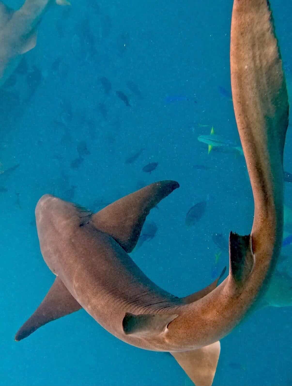 Open water diving with sharks