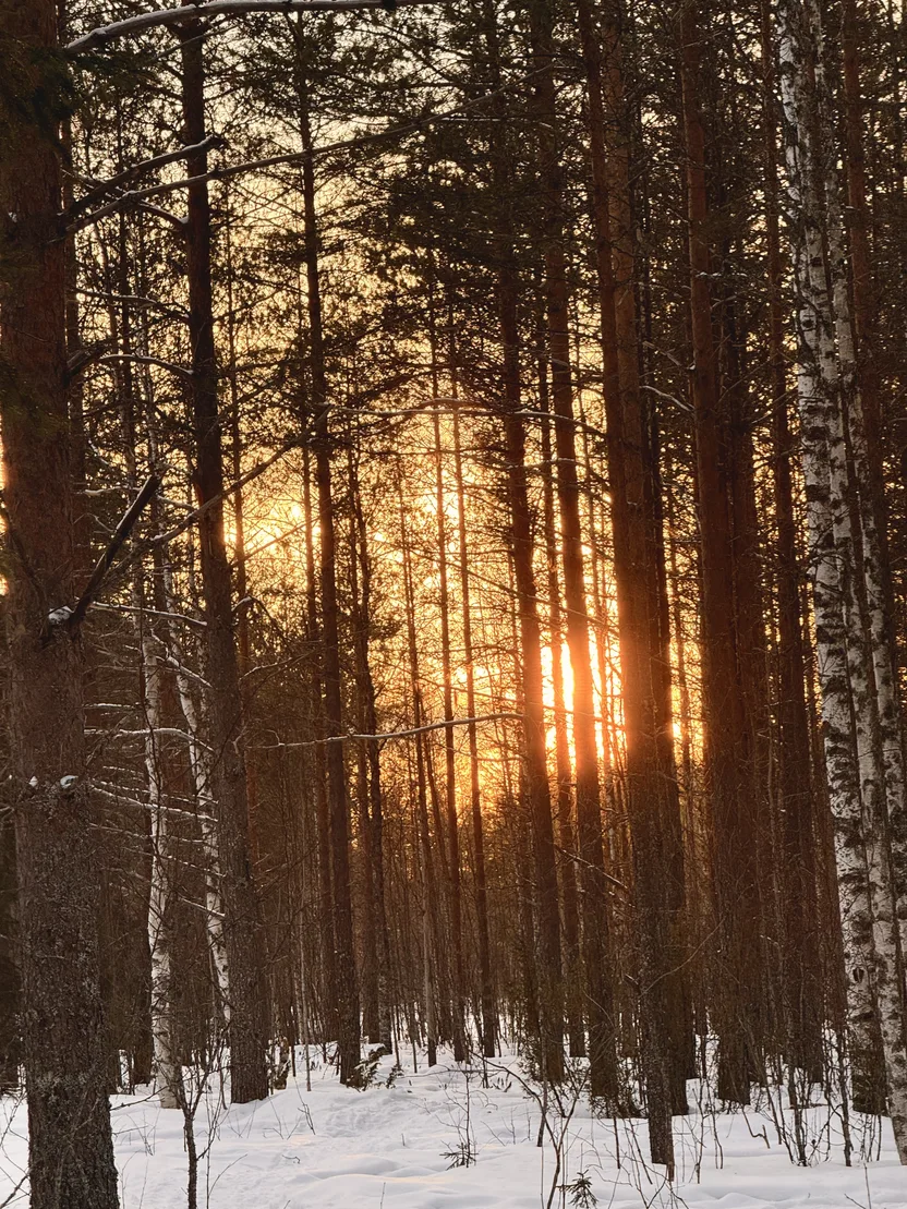 Golden light filtering through Taiga pine trees, Rovaniemi