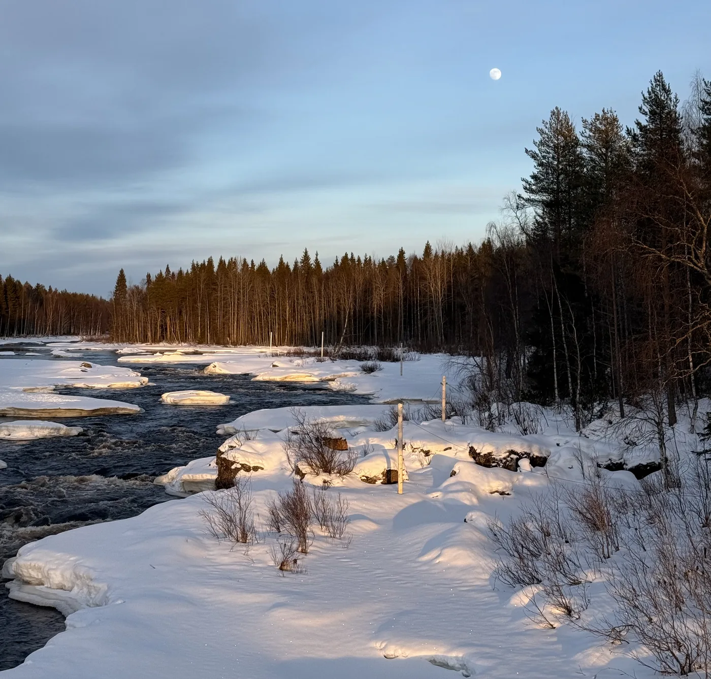 Frozen river with moon rising over the Taiga forest at dusk