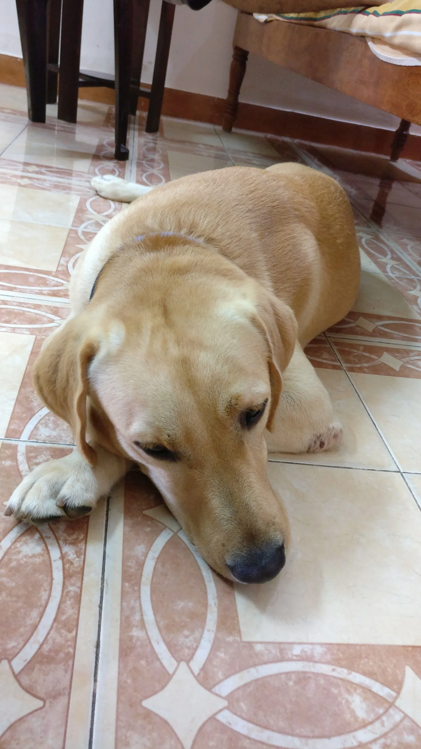 Tikku the labrador
