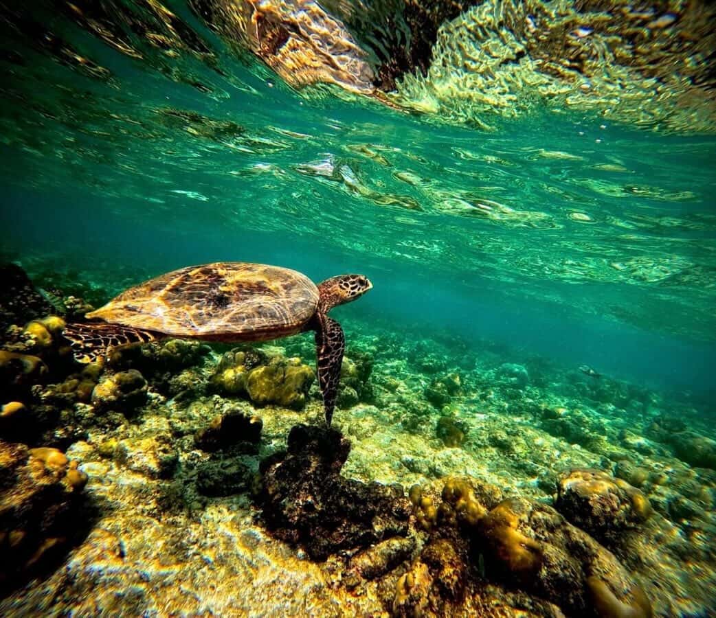Maldives underwater world